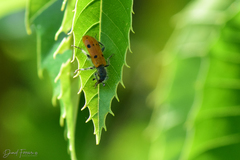 Trichodes octopunctatus