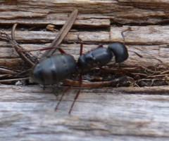 Camponotus modoc