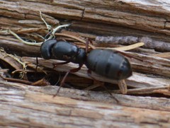 Camponotus modoc