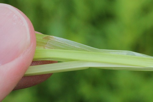 Image of Carex alopecoidea by (c) Quinten Wiegersma, some rights reserved (CC BY)