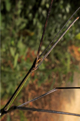 Cladoxerus