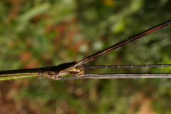 Cladoxerus