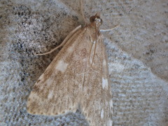 Udea olivalis
