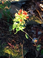 Castilleja hispida hispida
