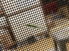 Ceraeochrysa lineaticornis