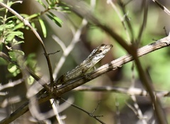 Anolis alutaceus
