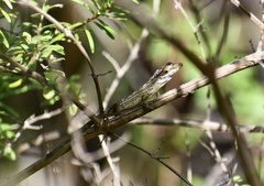 Anolis alutaceus