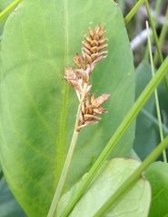 Carex heleonastes