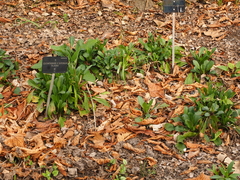 Leucanthemum × superbum