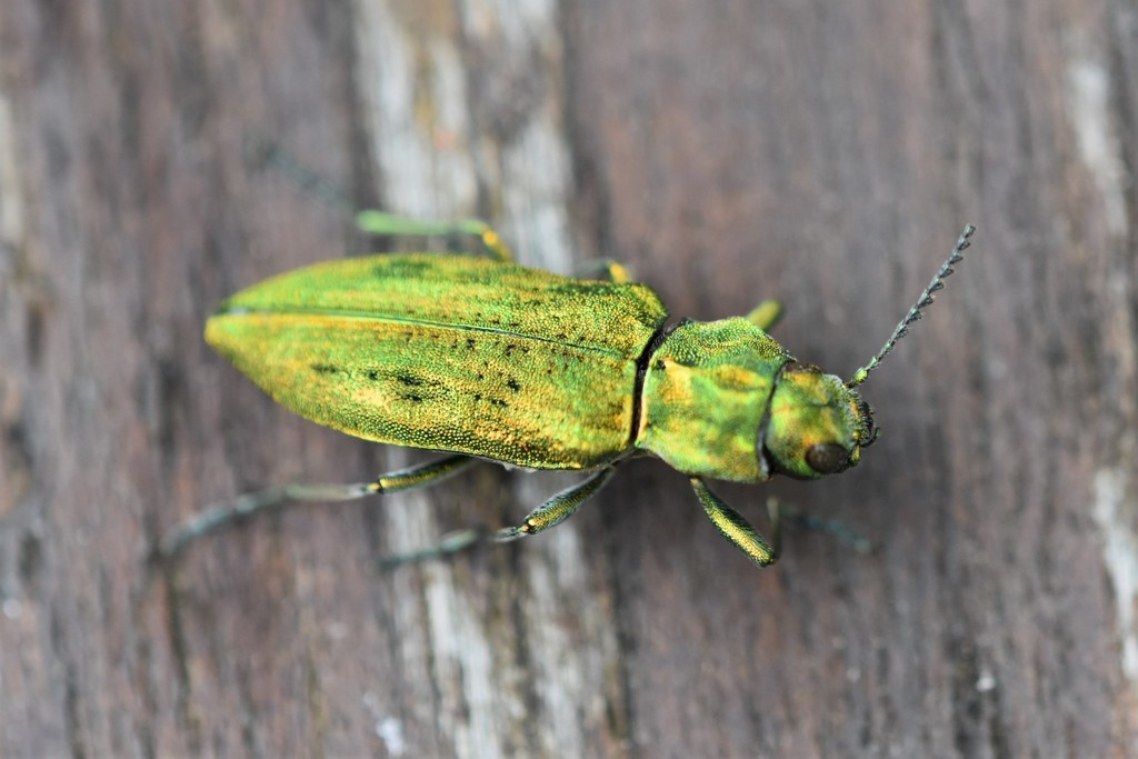 Western Cedar Borer