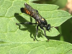 Laphria index