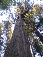 Calocedrus decurrens