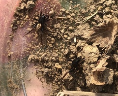 Castianeira descripta