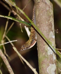 Anolis allogus