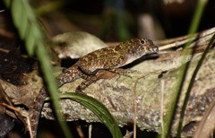 Anolis allogus