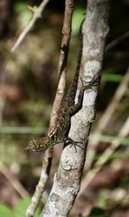 Anolis allogus
