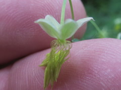 Thalictrum fendleri polycarpum