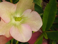 Helleborus purpurascens