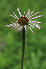 Echinacea pallida
