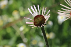 Echinacea pallida
