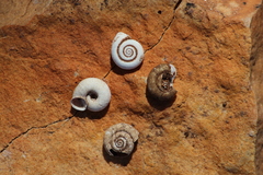 Catellotrachia jessieana