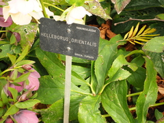 Helleborus purpurascens