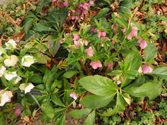 Helleborus purpurascens