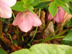 Helleborus purpurascens