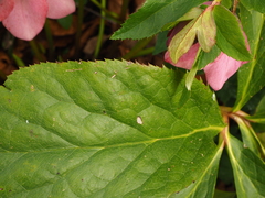 Helleborus purpurascens