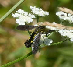 Lepidophora lepidocera