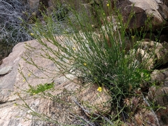 Menodora scabra