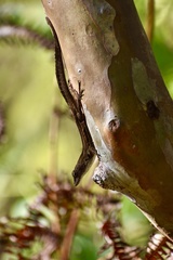 Anolis homolechis