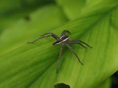 Dolomedes sulfureus