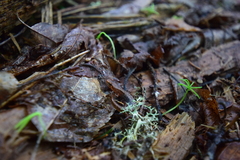 Desmognathus wrighti