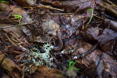 Desmognathus wrighti