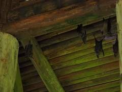 Hipposideros armiger terasensis