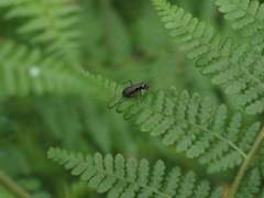 Cylindera kaleea angulimaculata