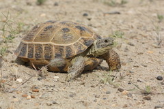 Testudo horsfieldii