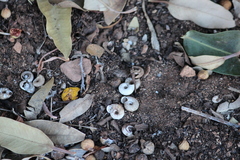 Catellotrachia jessieana