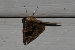 Gandaritis atricolorata