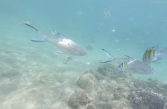 Trachinotus baillonii