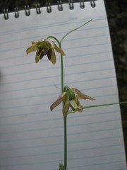 Fritillaria micrantha