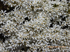 Leptosiphon floribundus