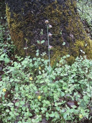 Fritillaria micrantha