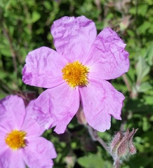 Cistus