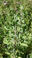 Cistus