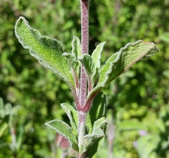 Cistus