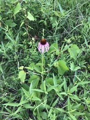 Echinacea pallida