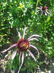 Echinacea pallida