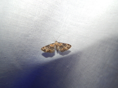 Eupithecia pulchellata